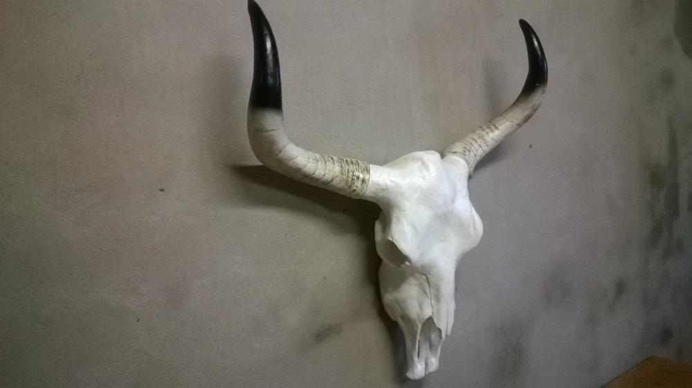 Buffel schedel | Als Nieuw